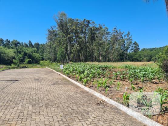 Terrenos em Lindolfo Collor